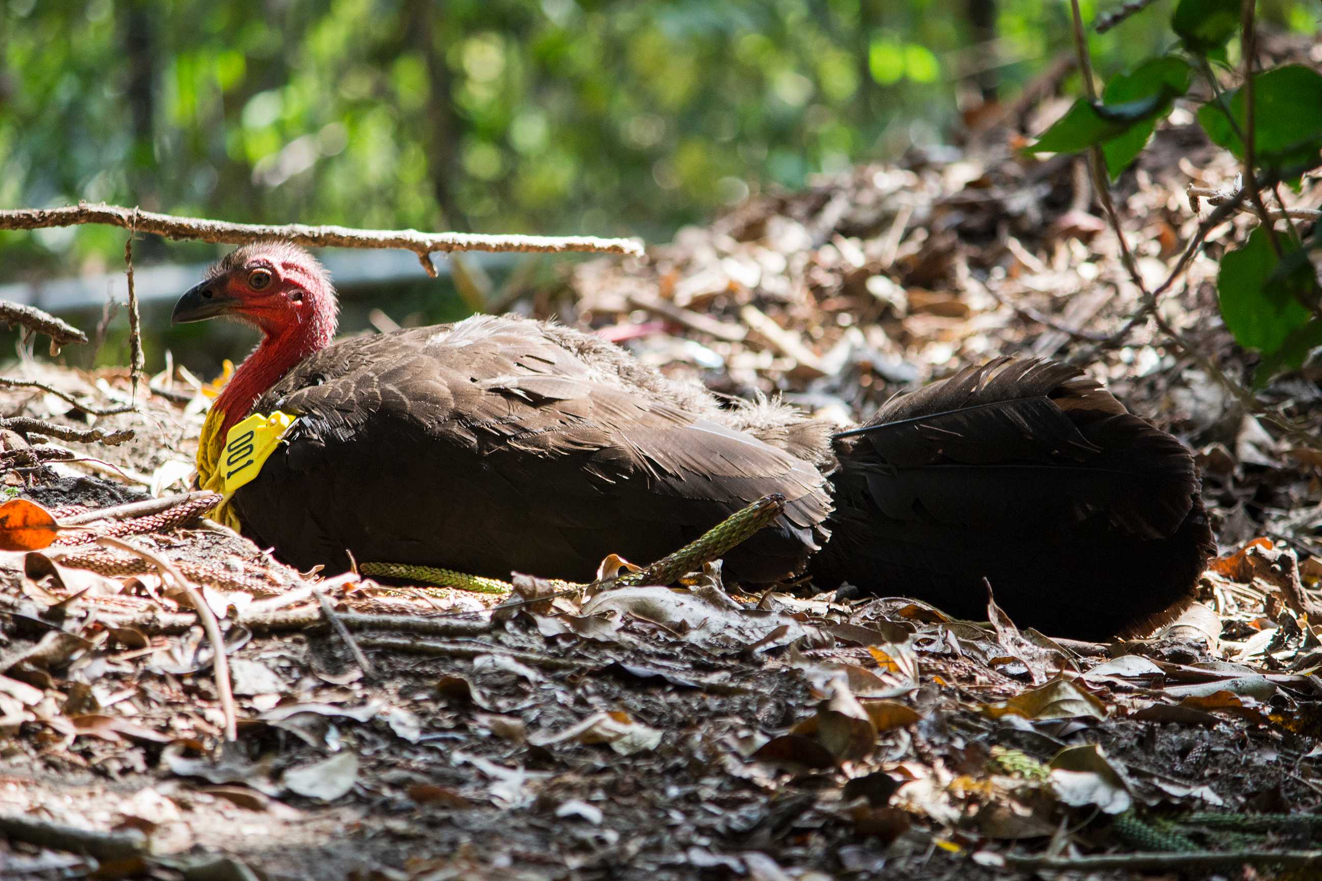 Brush turkeys are booming in urban areas and researchers are scratching