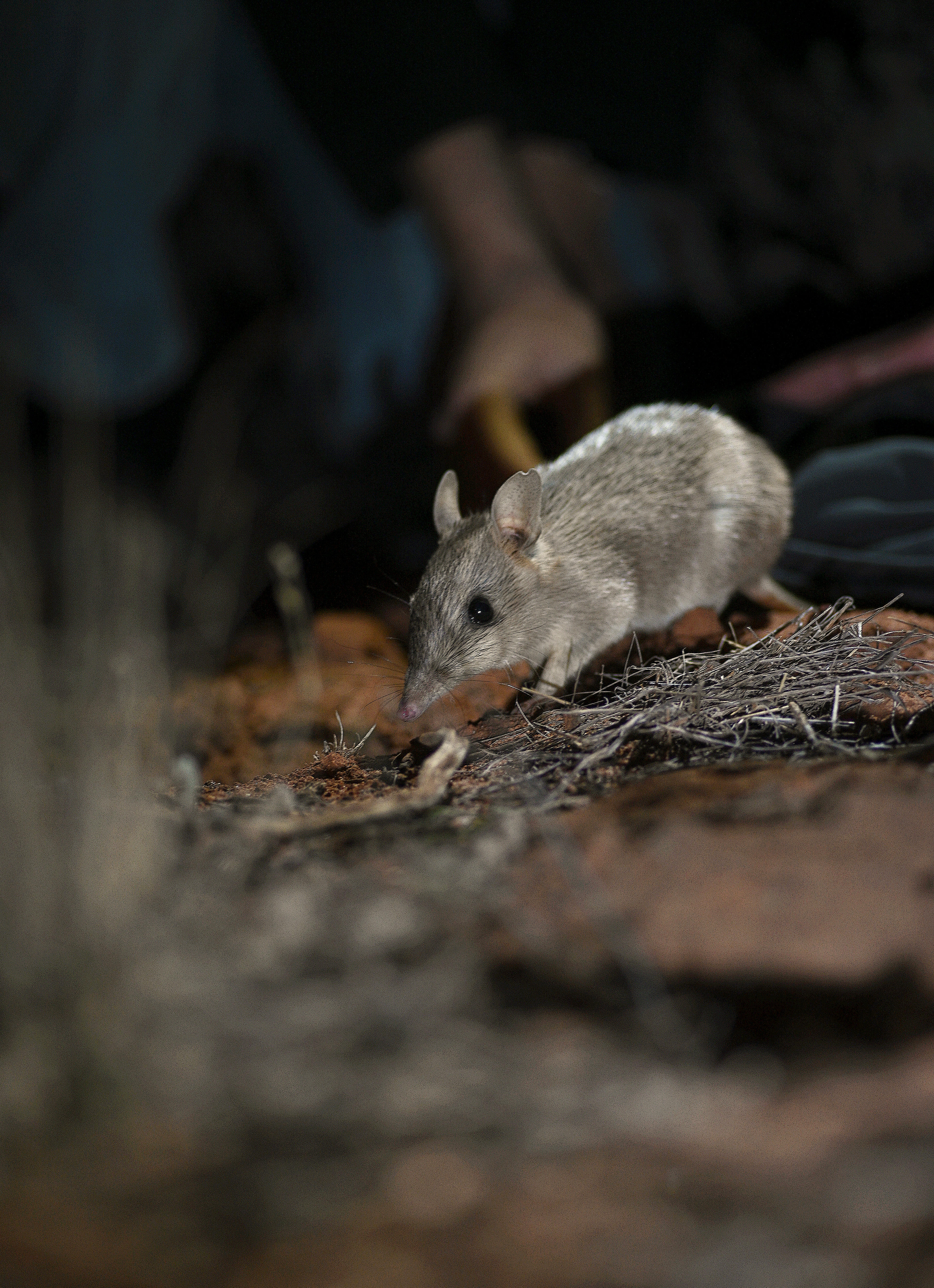 A bandicoot sniffs the ground at the Mallee Cliffs National Park