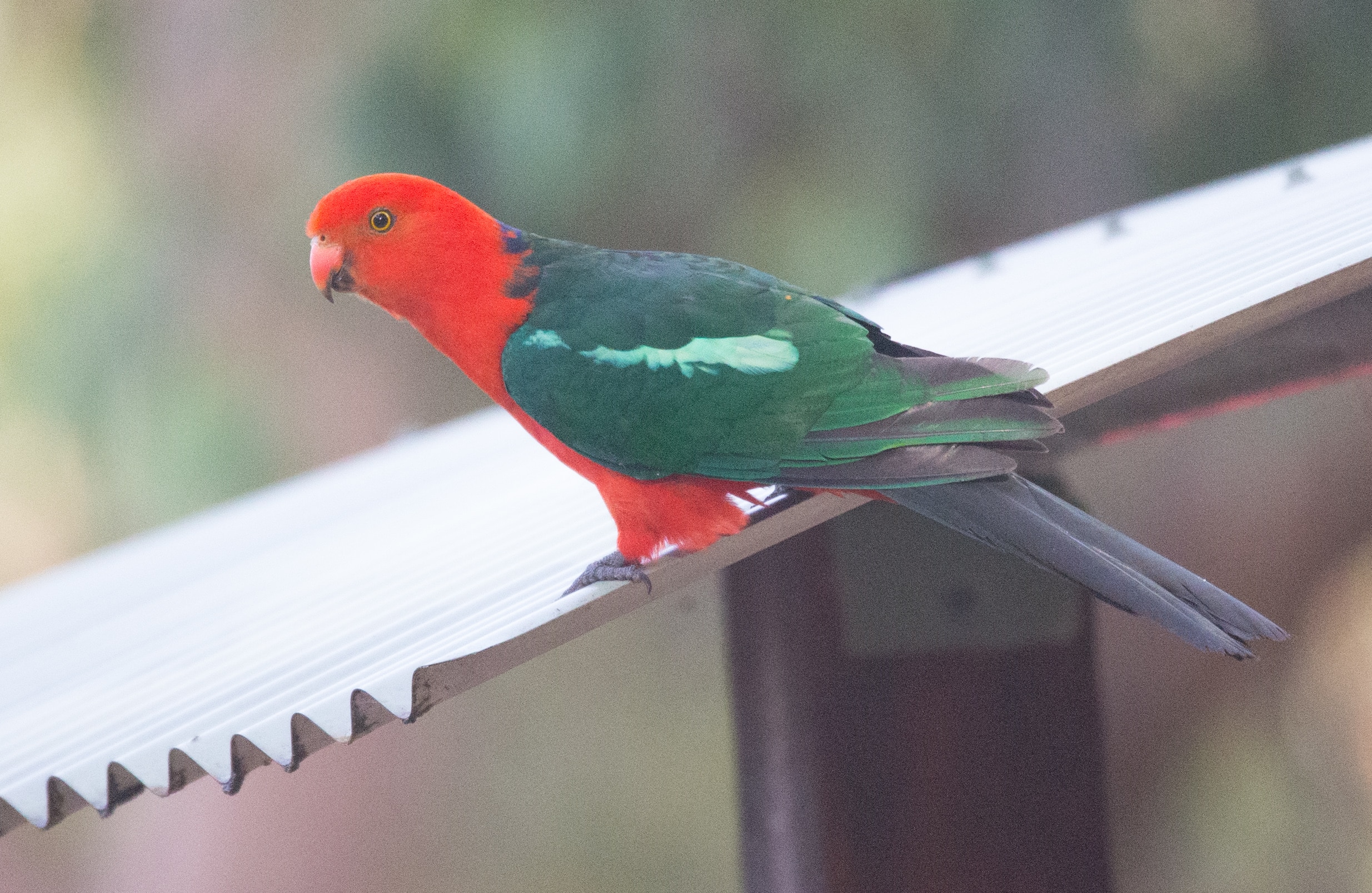 Red and green parrot with blue tail.