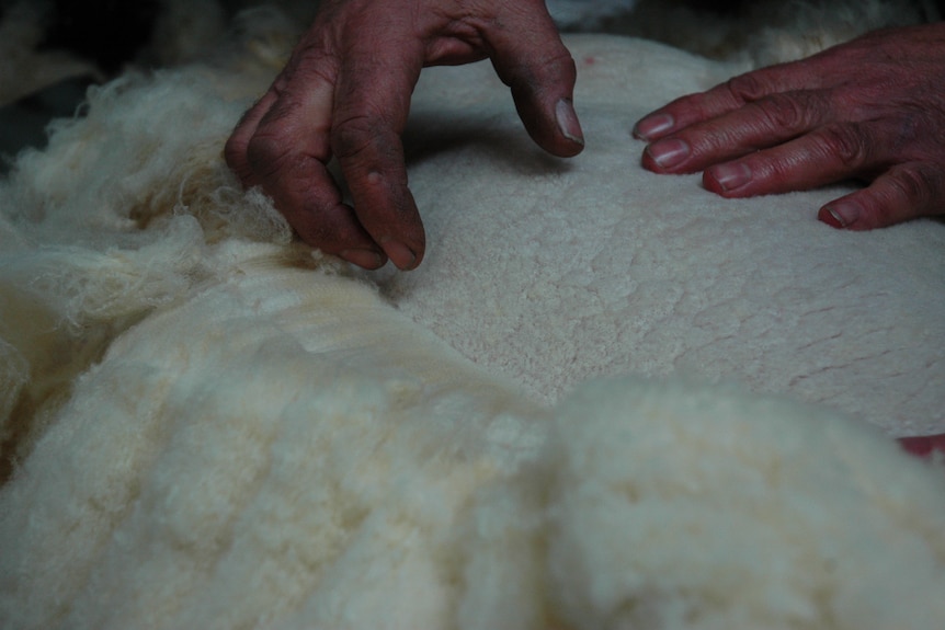 close up hands on sheep