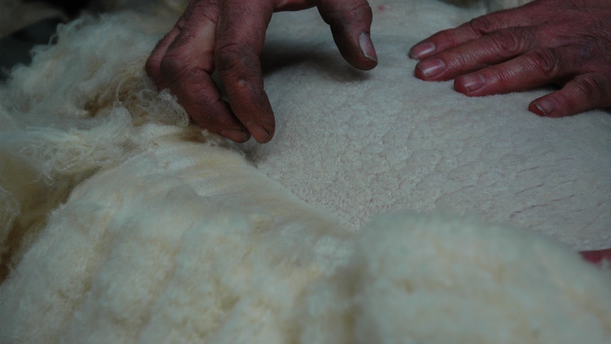 A close up of hands on sheep.