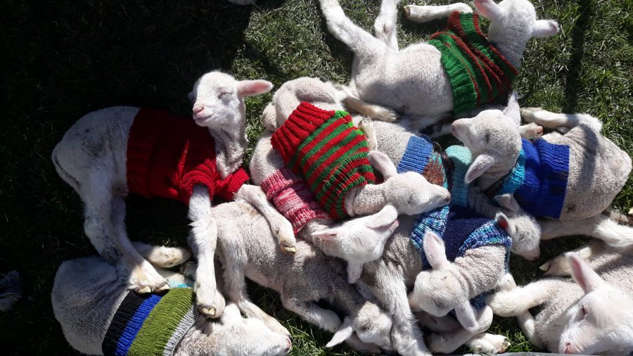 knits and jumpers