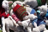 A dozen lambs sleeping in a pile wearing knitted jumpers.