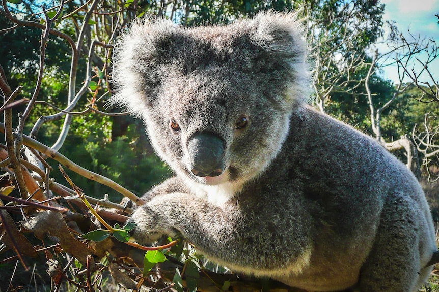 Koala in Victoria