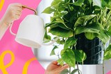 A person waters a leafy green plant with a watering can.