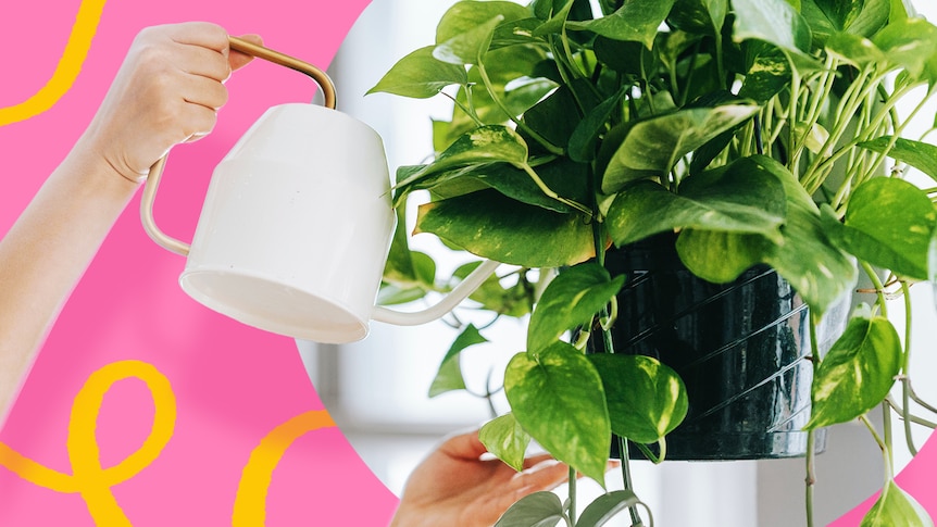 A person waters a leafy green plant with a watering can.