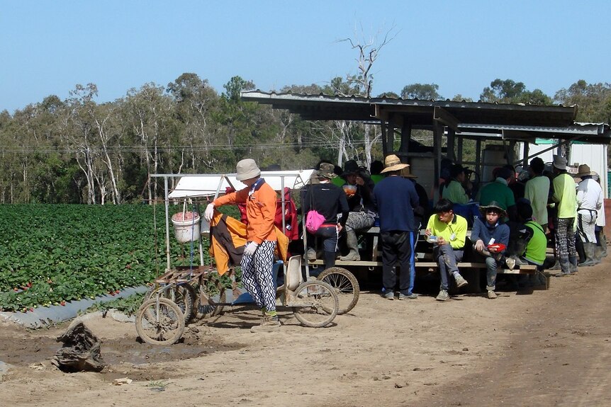 Strawberry pickers collect the fruit to take back to the packing shed.