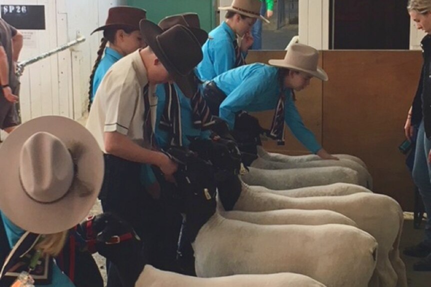 A row of students tending to their sheep