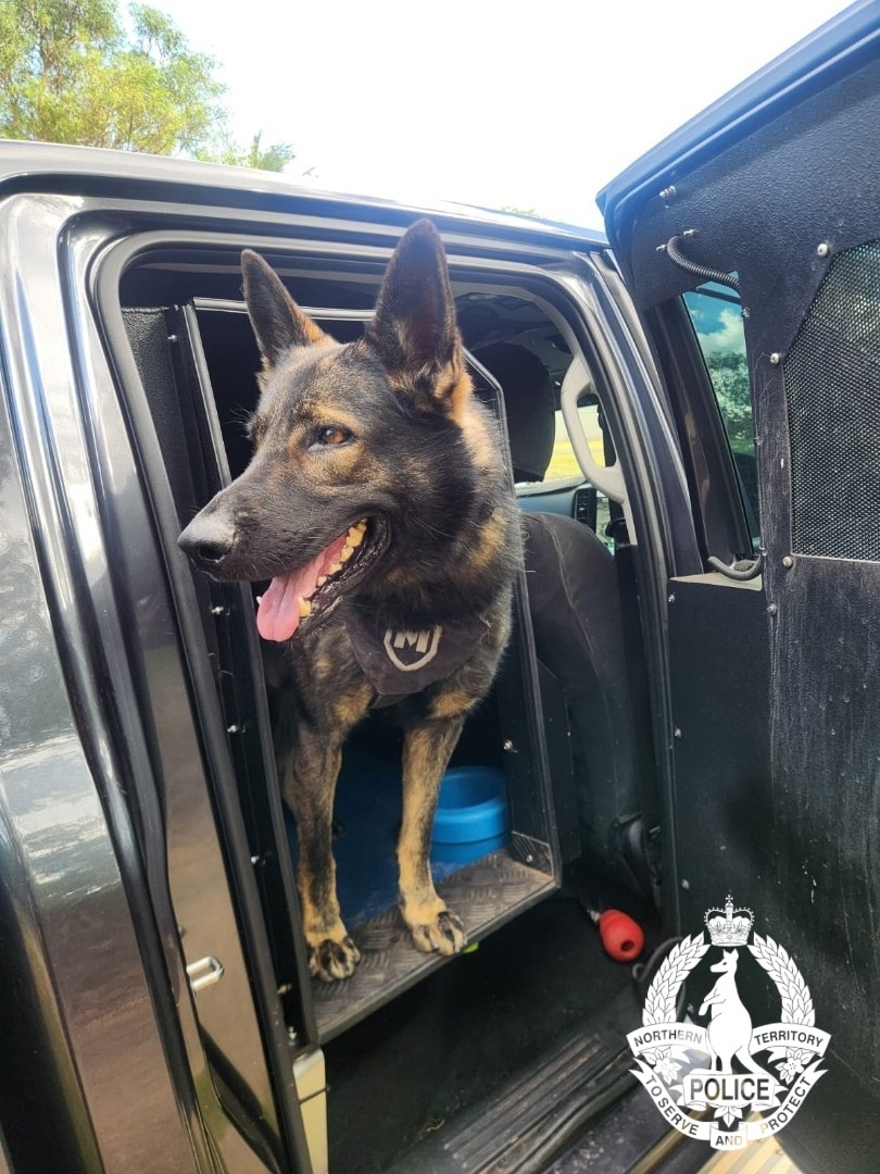A dog stands on the back seat of a ute.