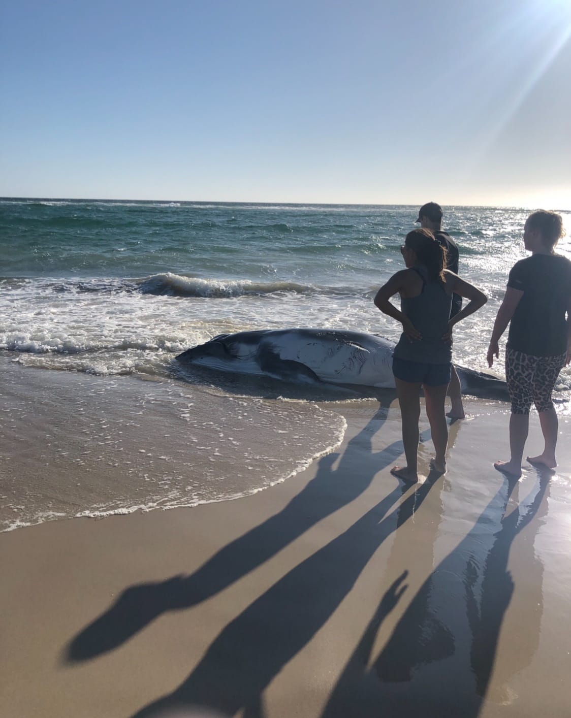 Oceans And Reefs Topic Abc News