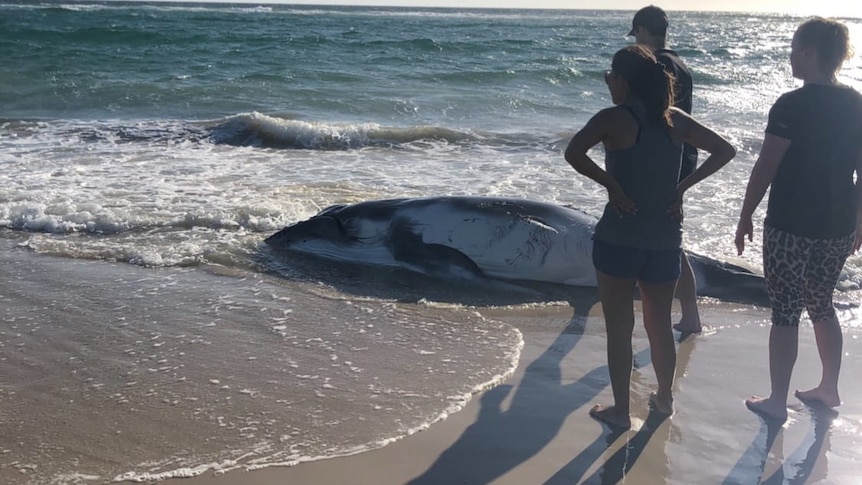 whale on beach