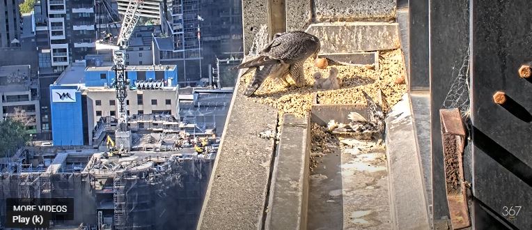 Peregrine falcons atop Collins Street