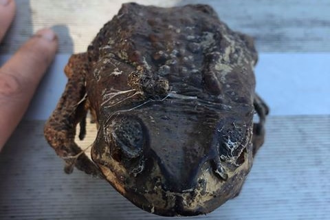 A cane toad sits on a metal bench.