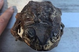 A cane toad sits on a metal bench.