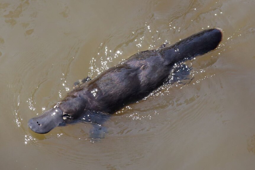 Birdseye view of a platypus in the wild swimming in a river