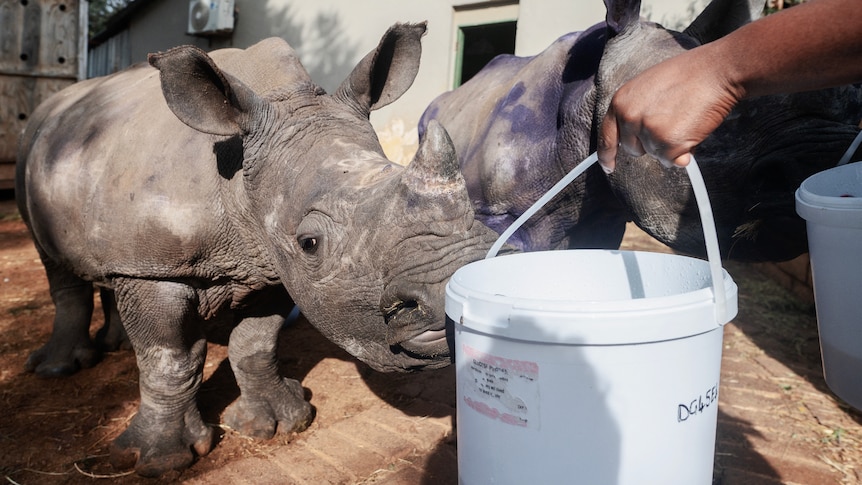 Baby white rhinos being fed by worker.