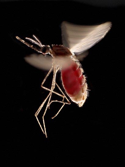 An Anopheles stephensi mosquito in flight with an abdomen full of blood.