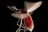 An Anopheles stephensi mosquito in flight with an abdomen full of blood.