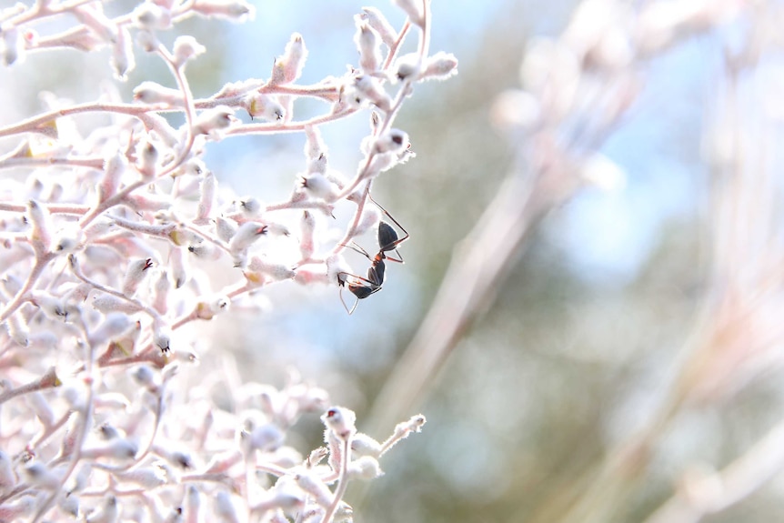 Smoke bush plant with native ant