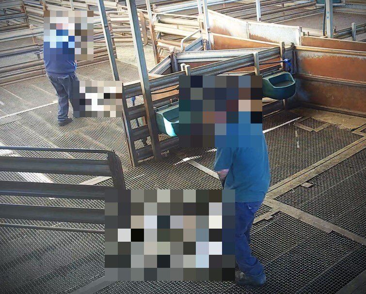 Two people drag calves by their limbs along an abattoir floor.