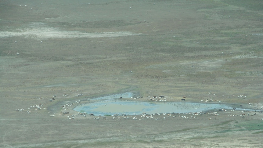 Cattle rest beside water on a flood plain at Legune Station.