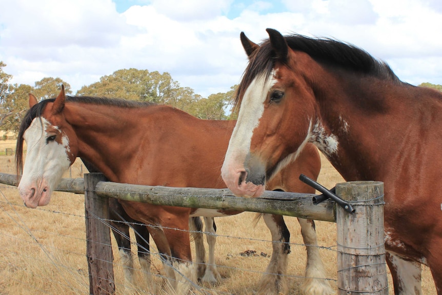 Two Clydesdale horses looking out over a fence.