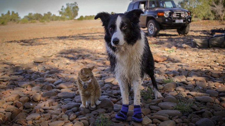 A dog with boots on his paws stands next to a cat in front of a four wheel drive.