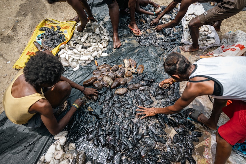 People sort through a pile of slimy sea cucumbers spread out on a tarp on the sand