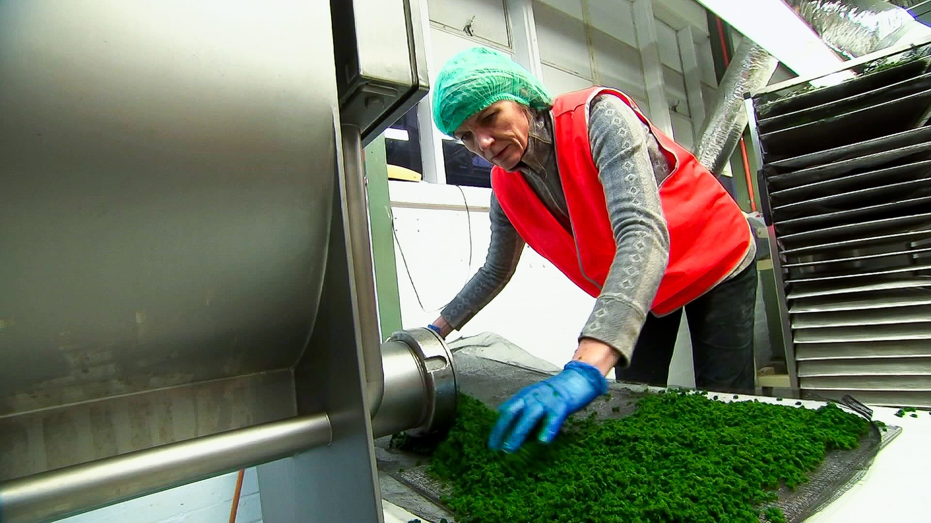 Woman with a hair net on touching seaweed 