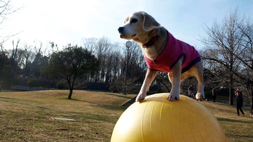 A beagle running on a yellow swiss ball.