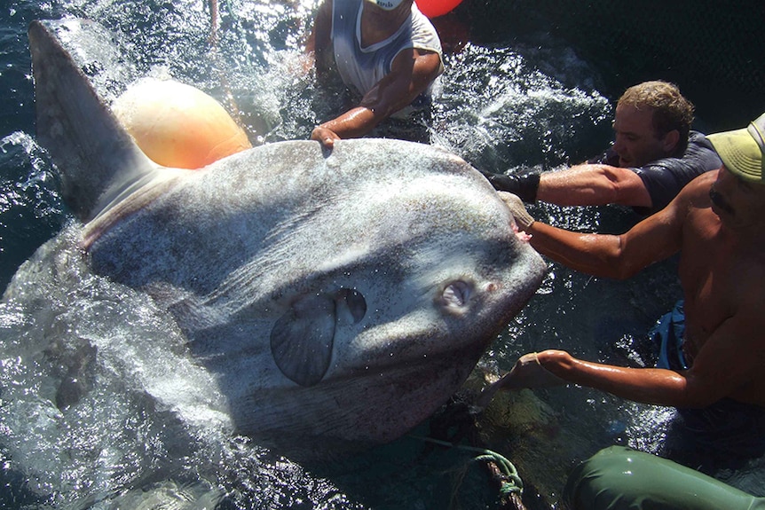 A group of marine scientists work in chest-deep water to free a large grey sunfish from a fishing net.