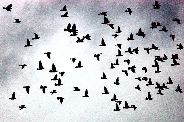 Flock of birds