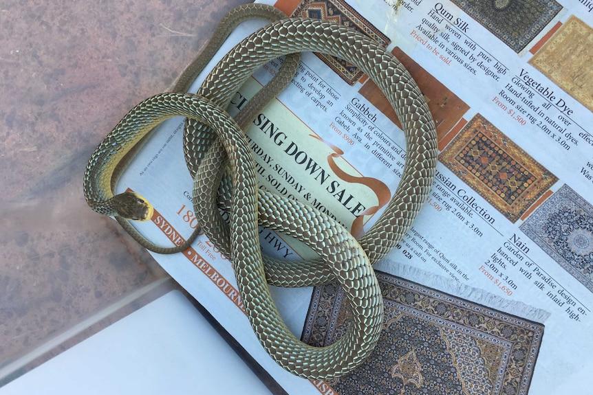 A green tree snake coiled up on a newspaper advert for rugs.