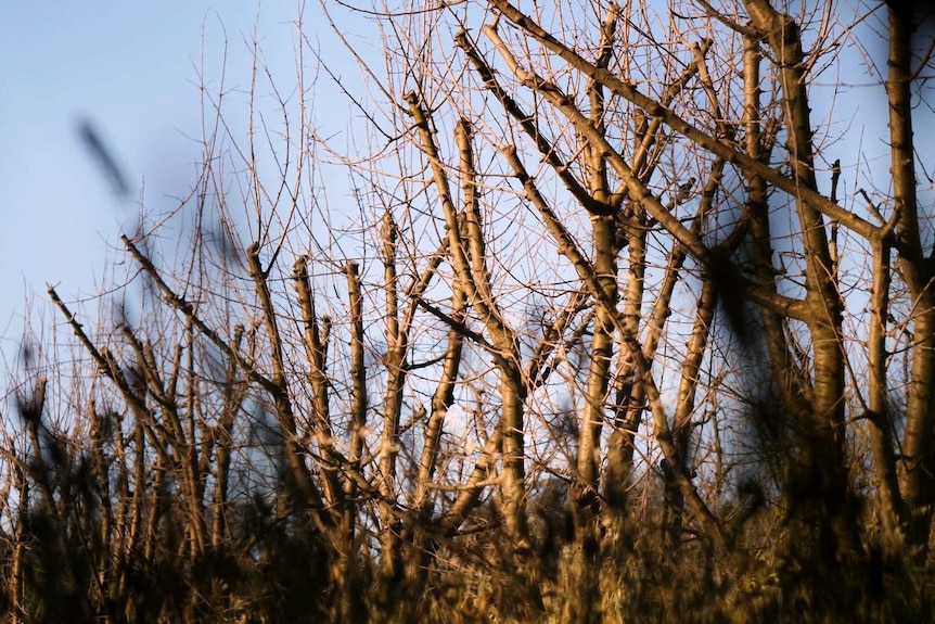 Dead cherry trees after drought