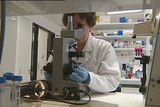 A researcher looks through a microscope