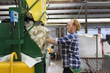 A red-haired man in a blue-and-white checked shirt feeds sheep's wool into a machine.