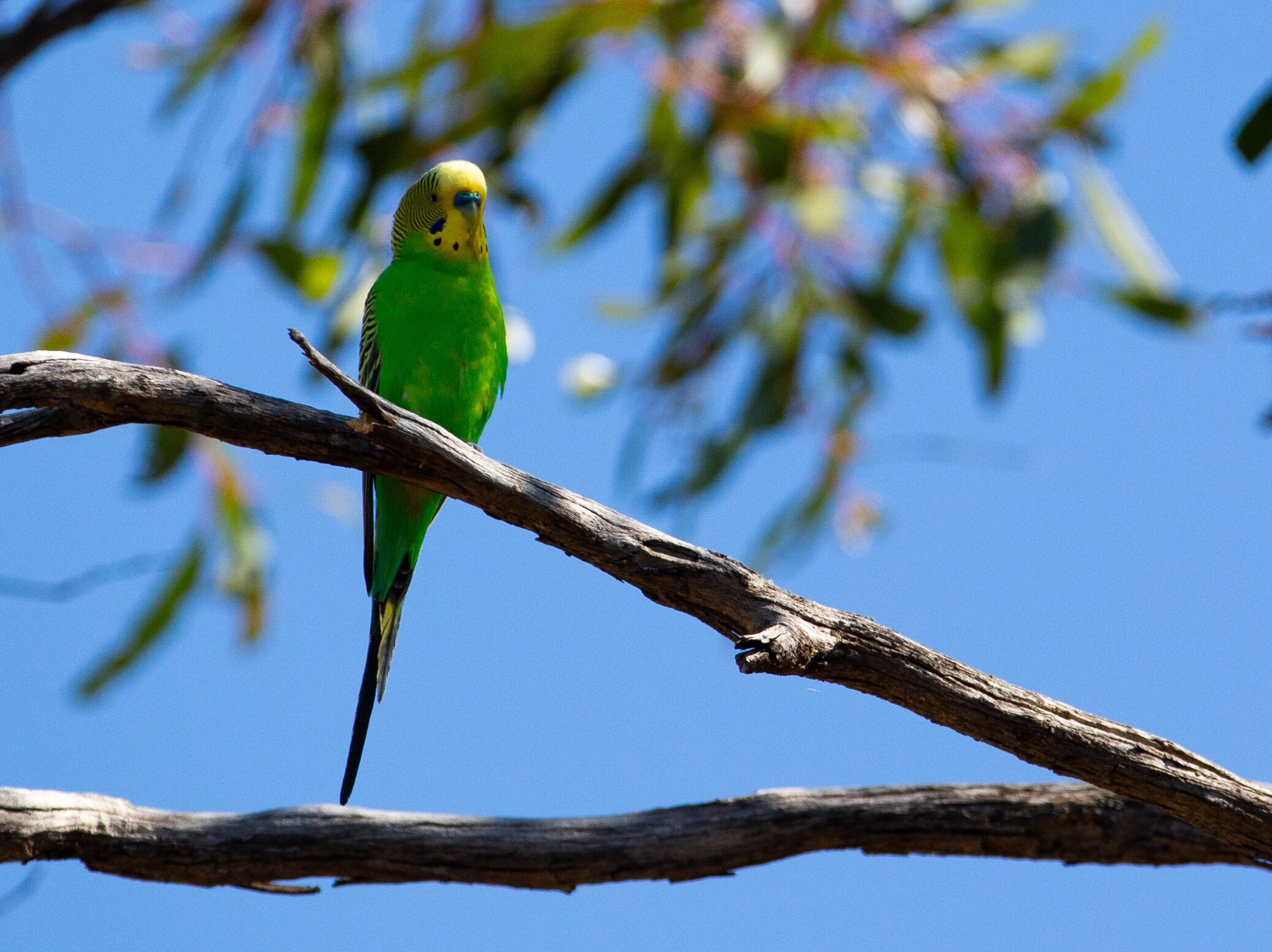 PARROT budgerigar