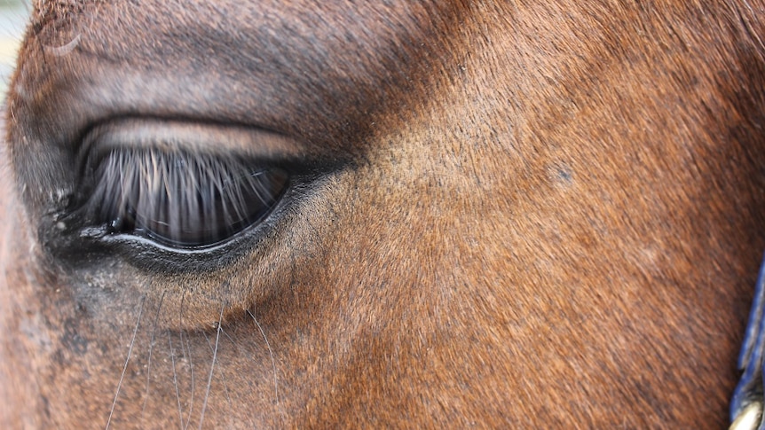 A close up of a horse's eye.