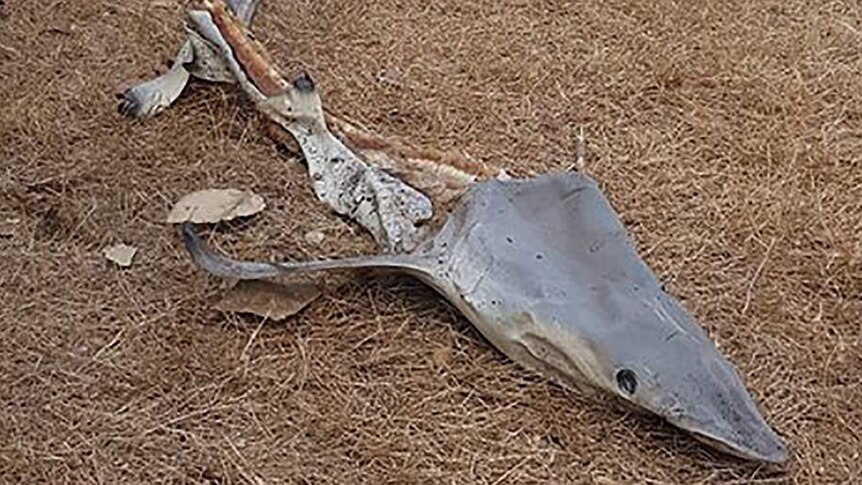 A photo of the decaying shark carcass that turned up in Darwin.