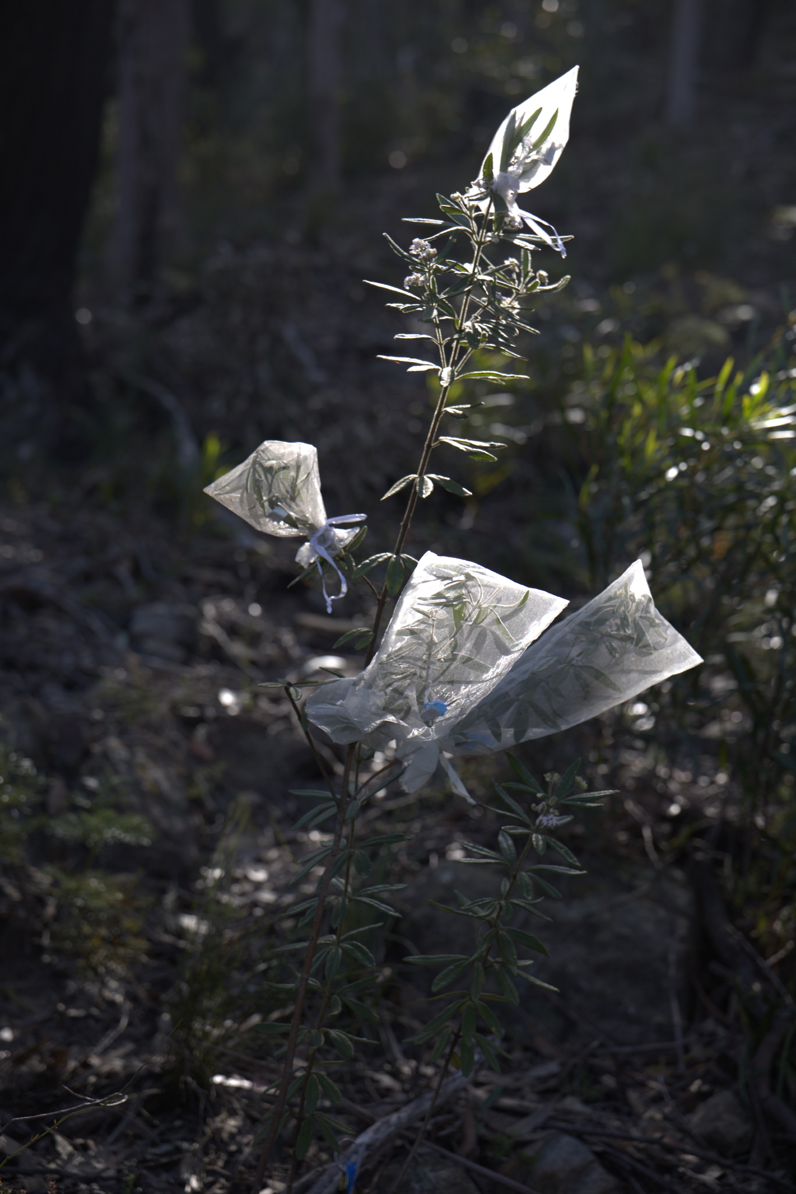 A portrait of a shrub with organza bags tied to its ends. Backlit by the sun.