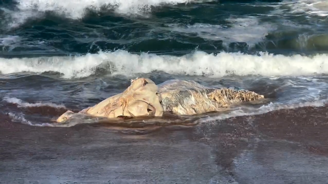A whale carcass at Bells Beach