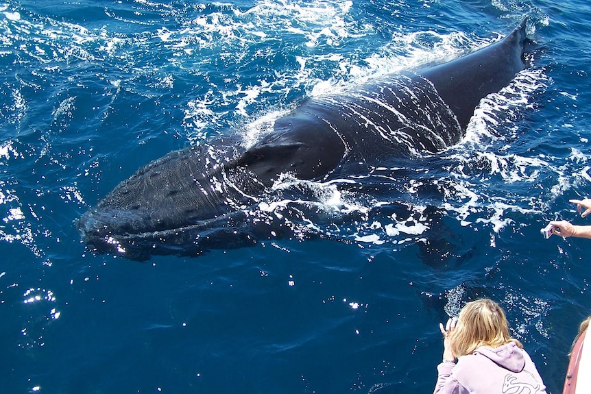 Watching whales up close