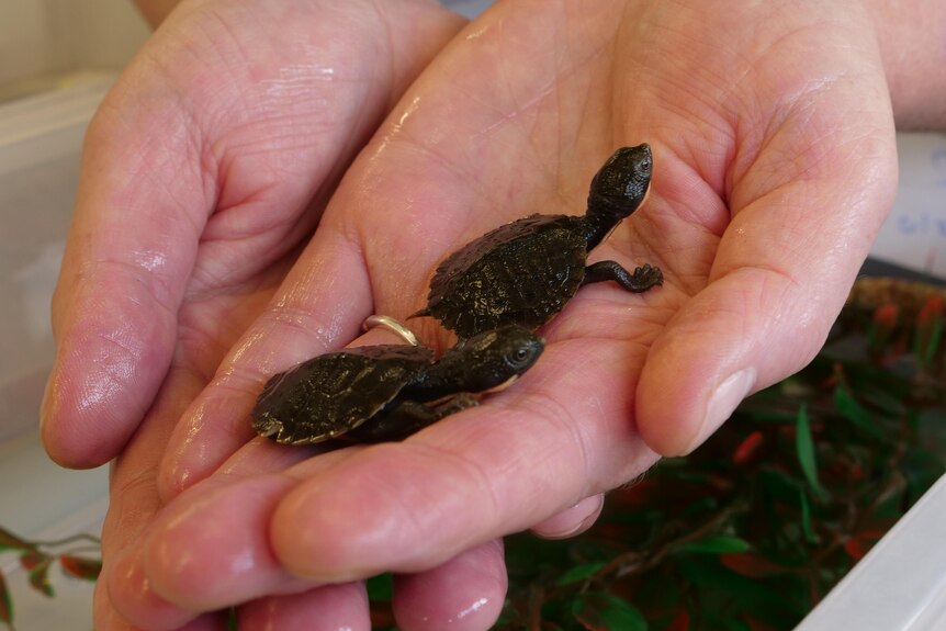Two small bell's turtles sit on a hand, they are a dark green and no bigger than a 50c coin.