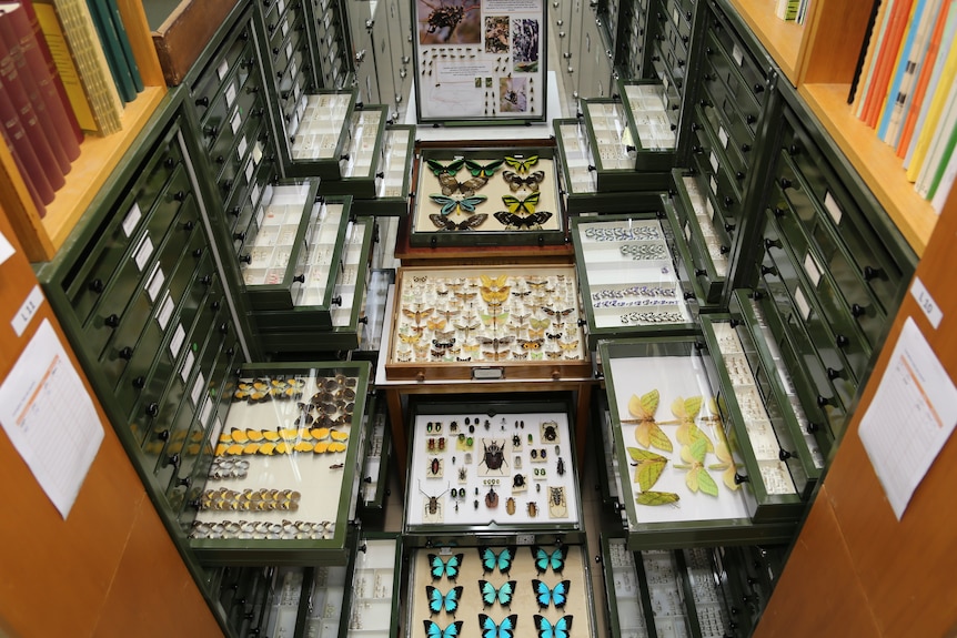 View of several trays of insects from above