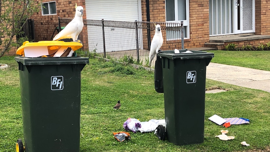 Two birds sit perched on the lid of two open bins outside a home
