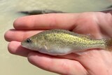 a baby golden perch being held in a human hand with the Darling River in the background