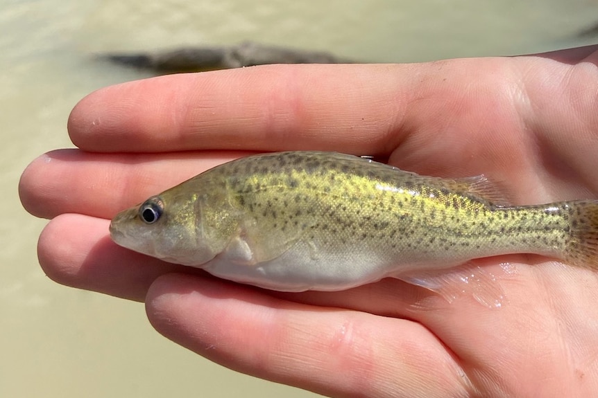 A baby fish being held in a human hand with a river in the background.