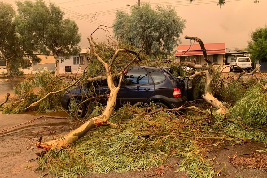 A tree branch on a car.