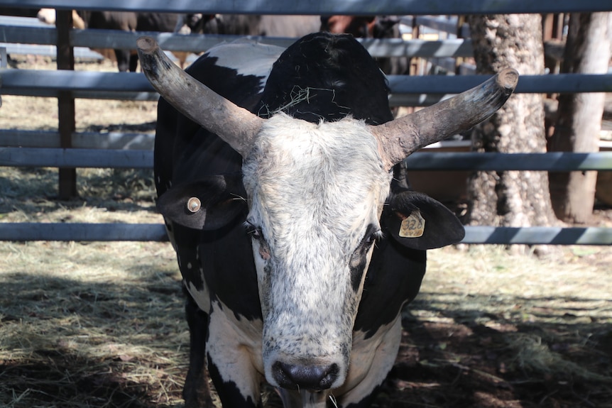 Black and white long horn bull staring at the camera