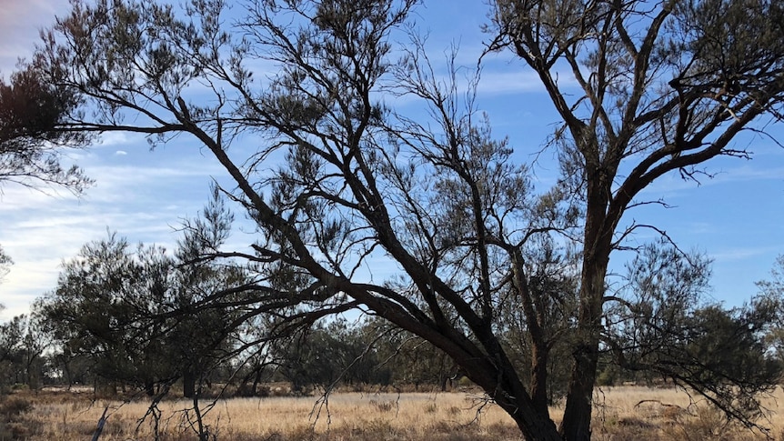 Trees on a dry bushy landscape